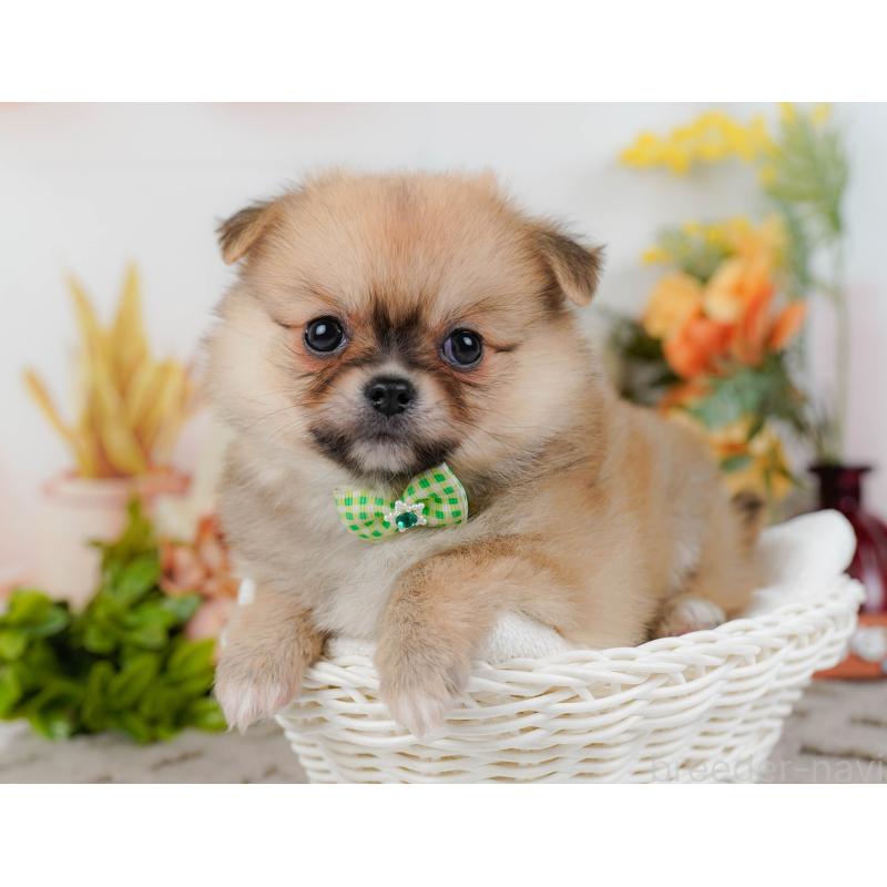 販売中の神奈川県のポメチワ:ポメラニアン×チワワ-436323の10枚目