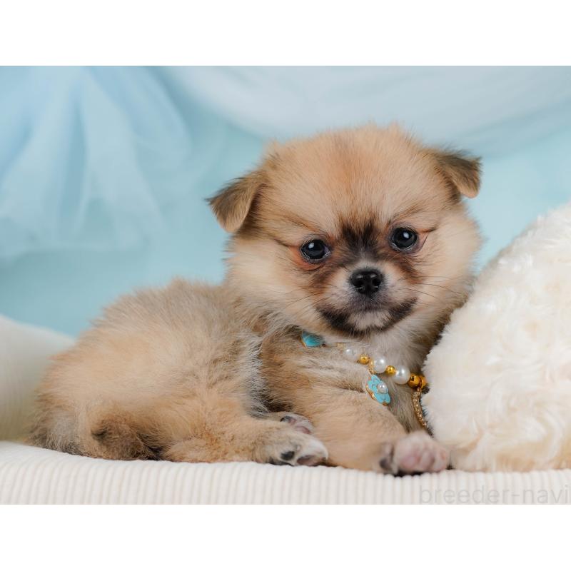 販売中の神奈川県のポメチワ:ポメラニアン×チワワ-436323の8枚目