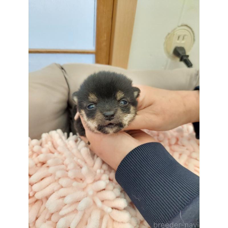 販売中の高知県の豆柴-432068の4枚目