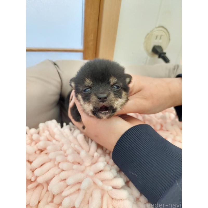 販売中の高知県の豆柴-432068の3枚目