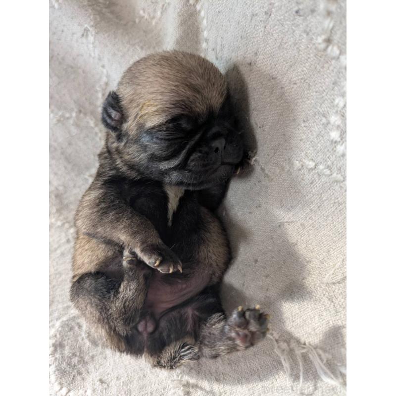 販売中の山梨県のパグ-435633