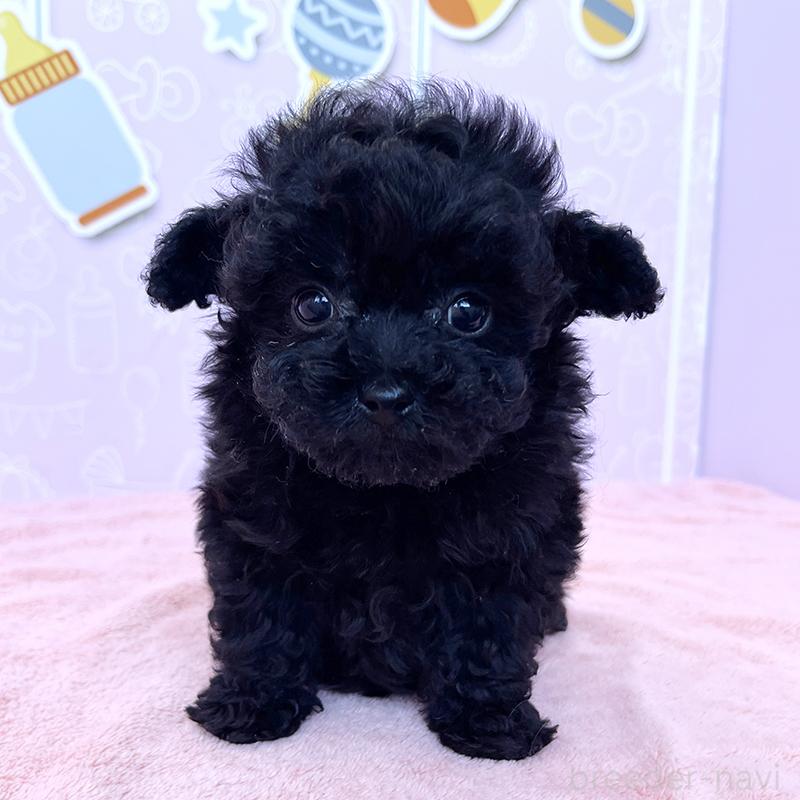 成約済の東京都のトイプードル-431255の1枚目