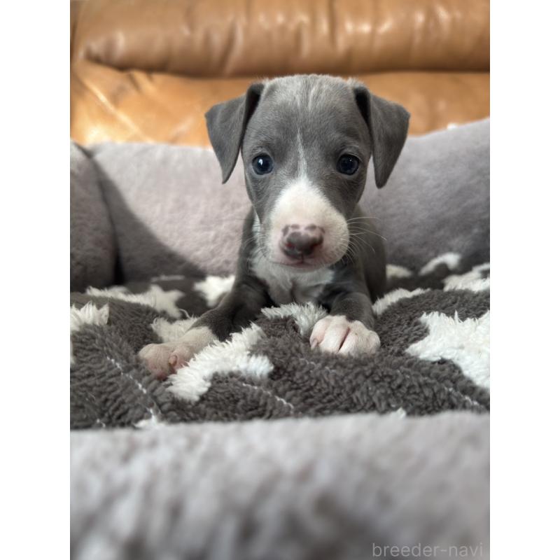 販売中の山梨県のイタリアングレーハウンド(イタグレ)-436327の4枚目