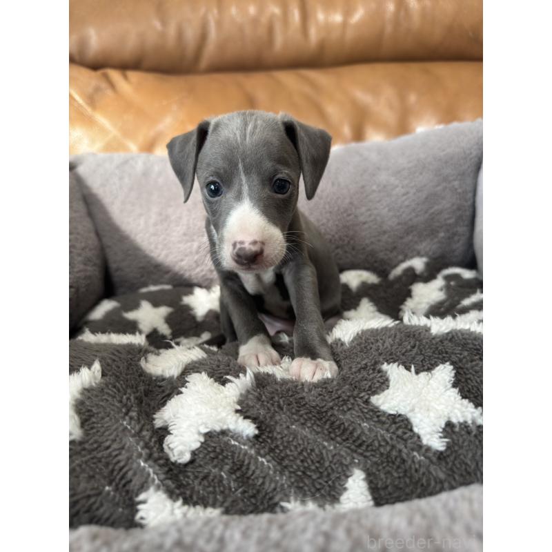 販売中の山梨県のイタリアングレーハウンド(イタグレ)-436327の3枚目