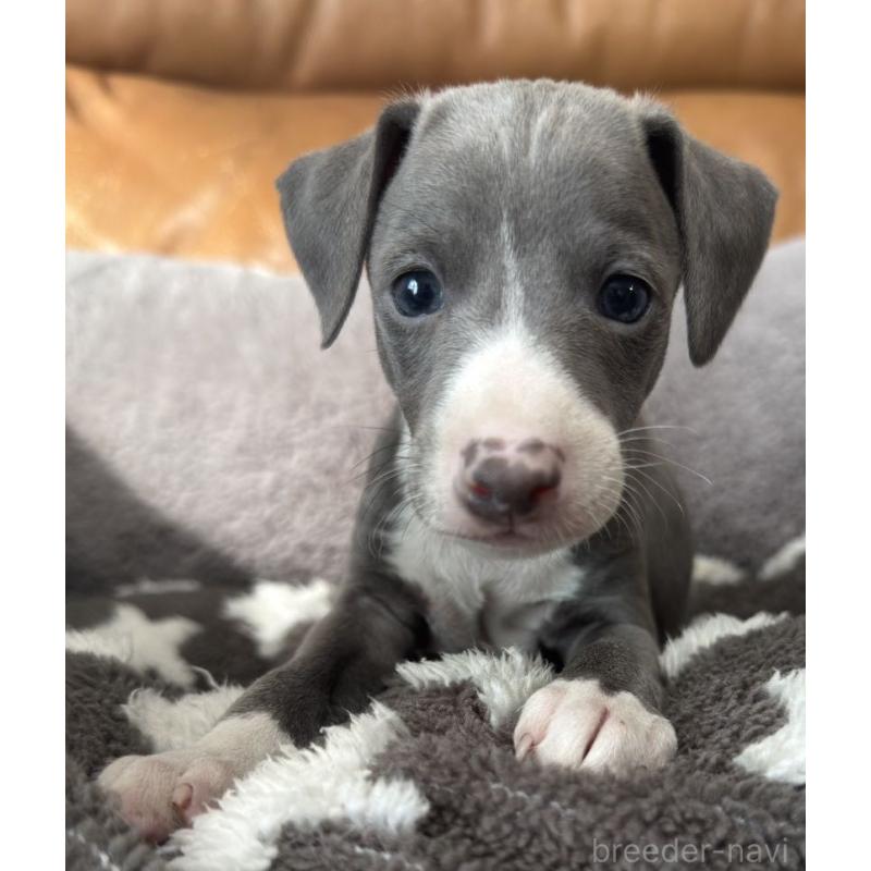 販売中の山梨県のイタリアングレーハウンド(イタグレ)-436327の2枚目