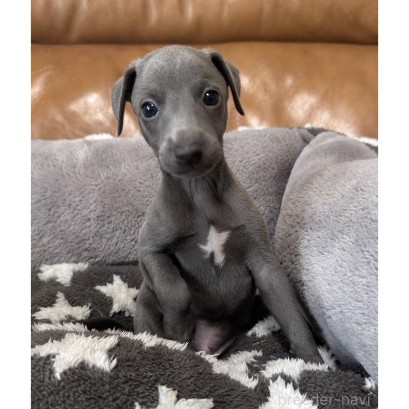 販売中の山梨県のイタリアングレーハウンド(イタグレ)-436328の3枚目