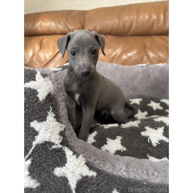 販売中の山梨県のイタリアングレーハウンド(イタグレ)-436328の2枚目