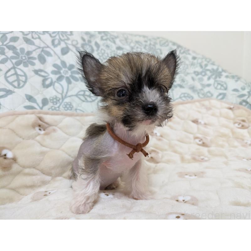 成約済の大分県のチャイニーズクレステッドドッグ-430944の10枚目