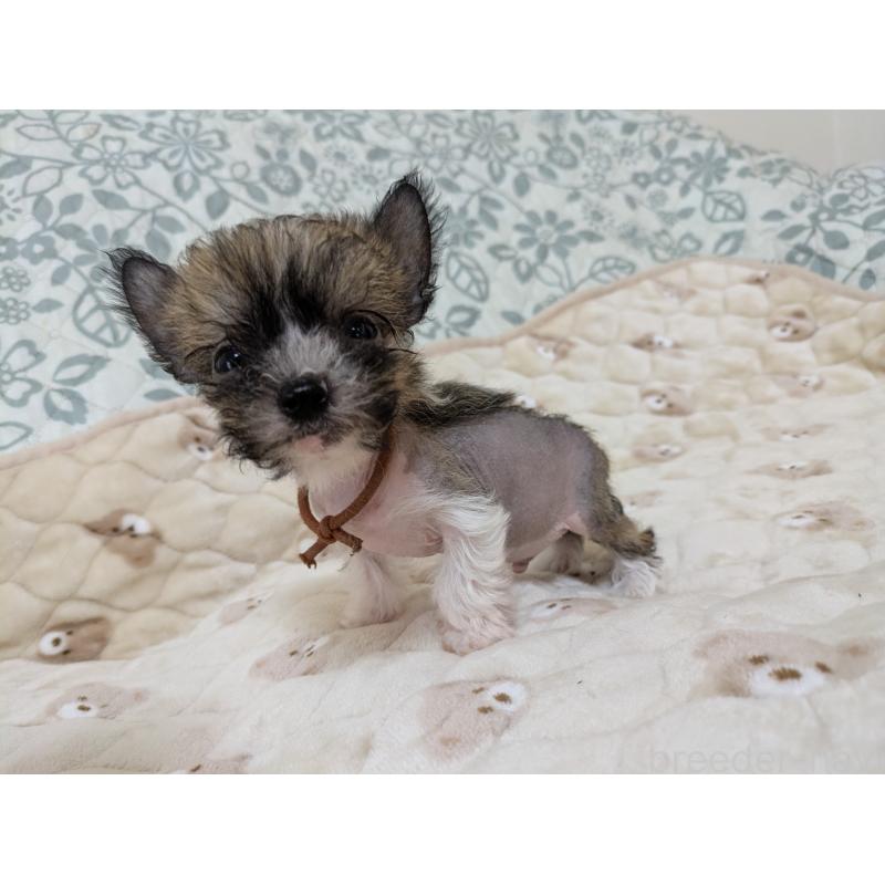 成約済の大分県のチャイニーズクレステッドドッグ-430944の8枚目