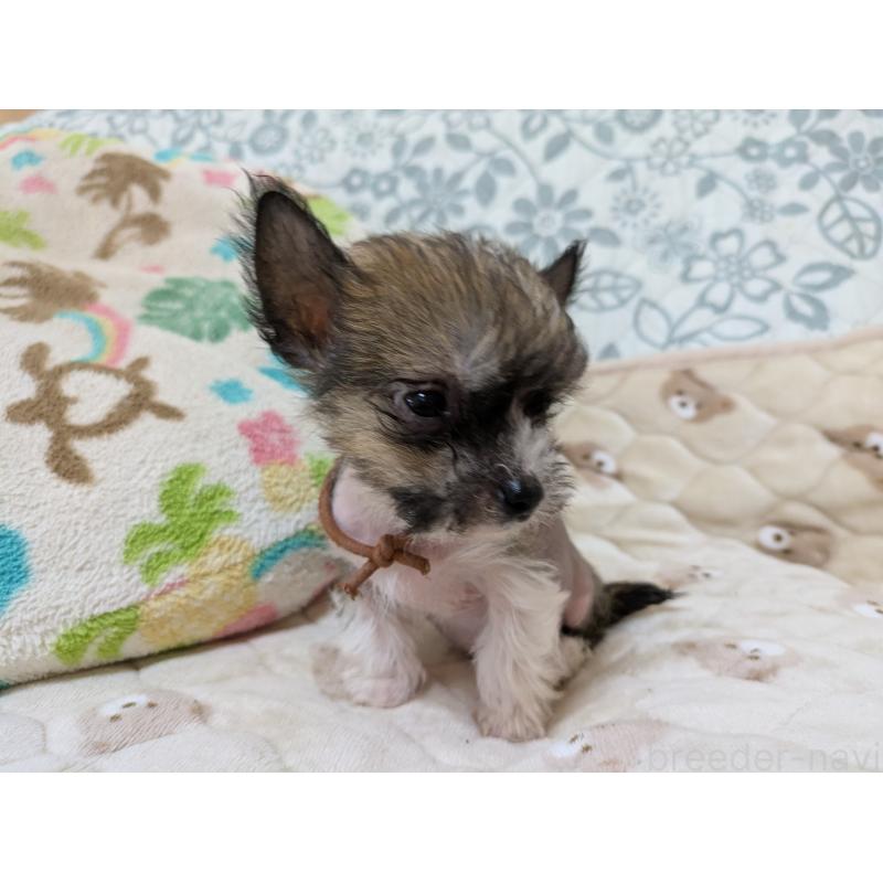 成約済の大分県のチャイニーズクレステッドドッグ-430944の6枚目