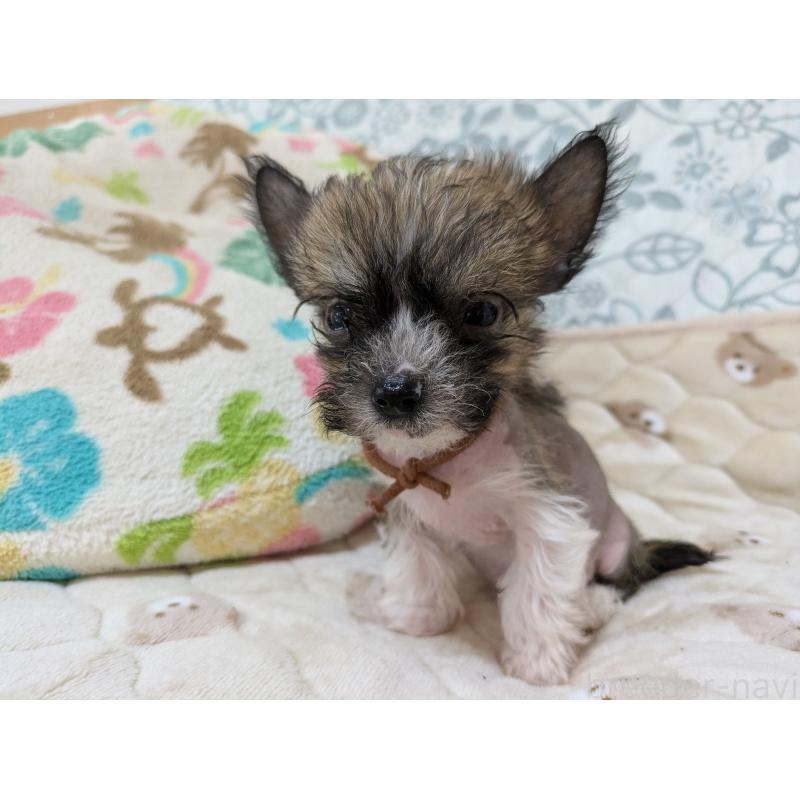 成約済の大分県のチャイニーズクレステッドドッグ-430944の4枚目