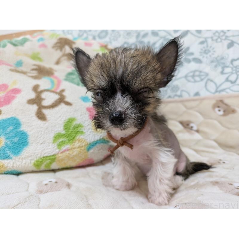 成約済の大分県のチャイニーズクレステッドドッグ-430944の3枚目