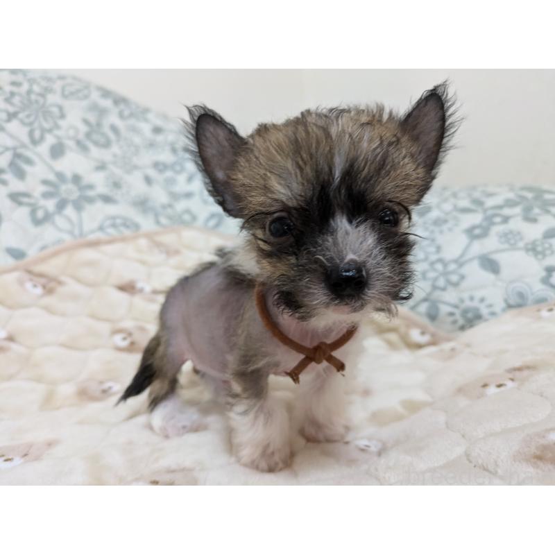 成約済の大分県のチャイニーズクレステッドドッグ-430944の2枚目