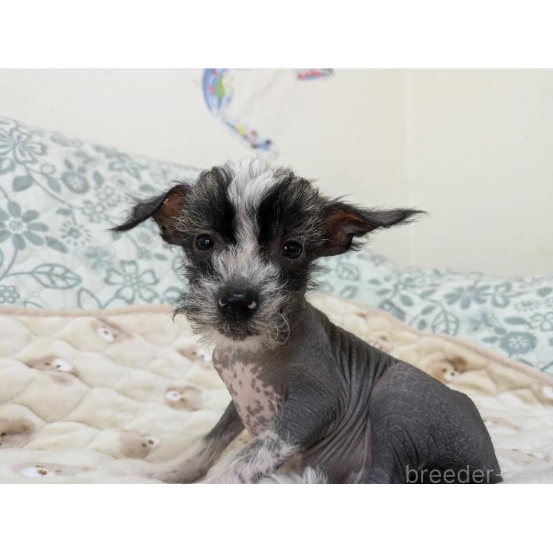 販売中の大分県のチャイニーズクレステッドドッグ-430945の8枚目