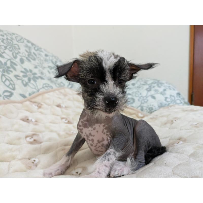 販売中の大分県のチャイニーズクレステッドドッグ-430945の7枚目