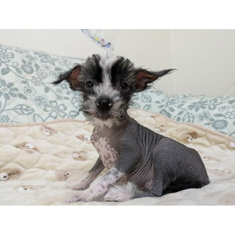 販売中の大分県のチャイニーズクレステッドドッグ-430945の6枚目