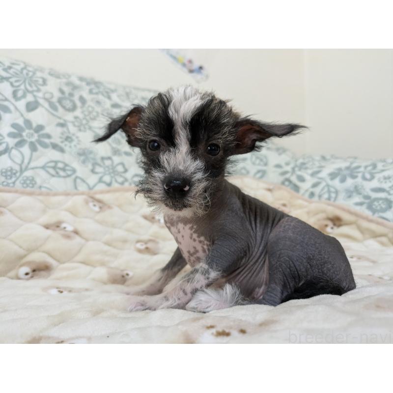 販売中の大分県のチャイニーズクレステッドドッグ-430945の5枚目