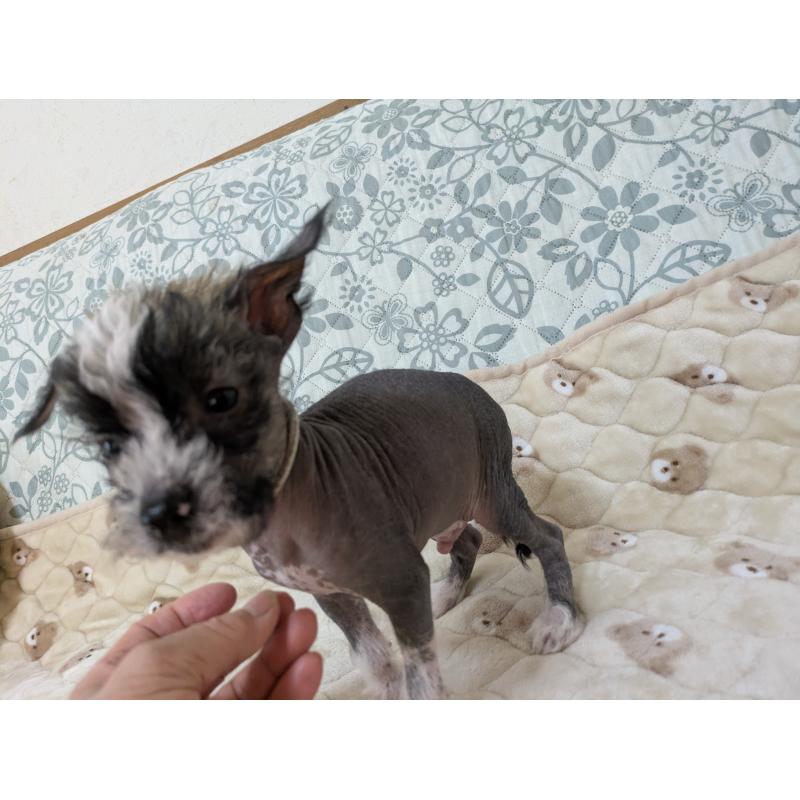 販売中の大分県のチャイニーズクレステッドドッグ-430945の4枚目