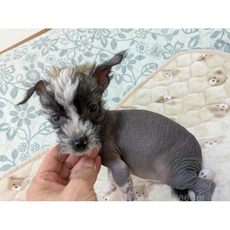 販売中の大分県のチャイニーズクレステッドドッグ-430945の3枚目