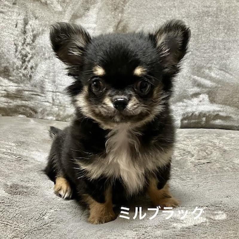 販売中の群馬県のチワワ(ロングコート)-430852