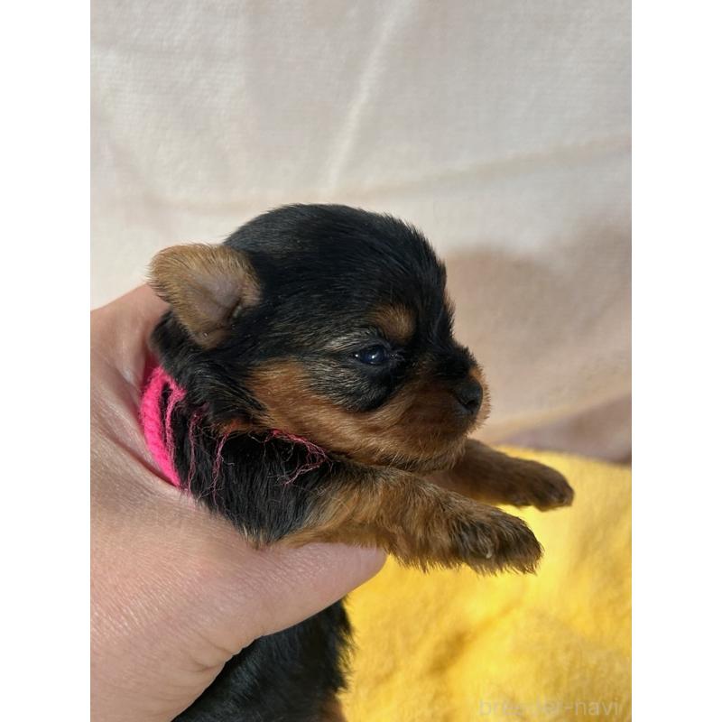 販売中の鹿児島県のヨープー:ヨークシャーテリア×トイプードル-436335の5枚目