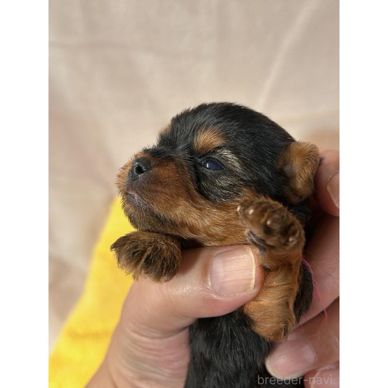 販売中の鹿児島県のヨープー:ヨークシャーテリア×トイプードル-436335の4枚目