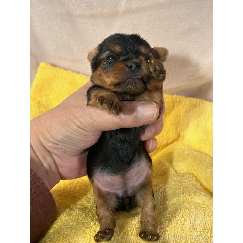 販売中の鹿児島県のヨープー:ヨークシャーテリア×トイプードル-436335の3枚目