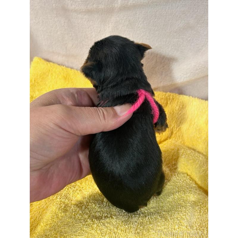 販売中の鹿児島県のヨープー:ヨークシャーテリア×トイプードル-436335の2枚目