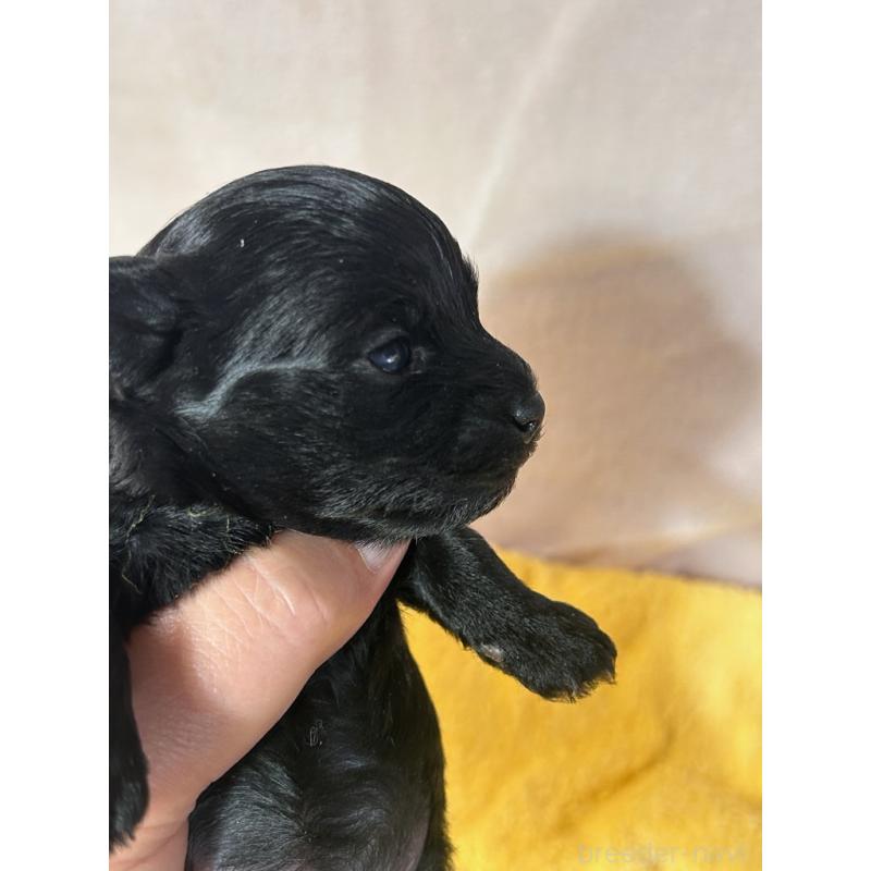 販売中の鹿児島県のヨープー:ヨークシャーテリア×トイプードル-436337の5枚目