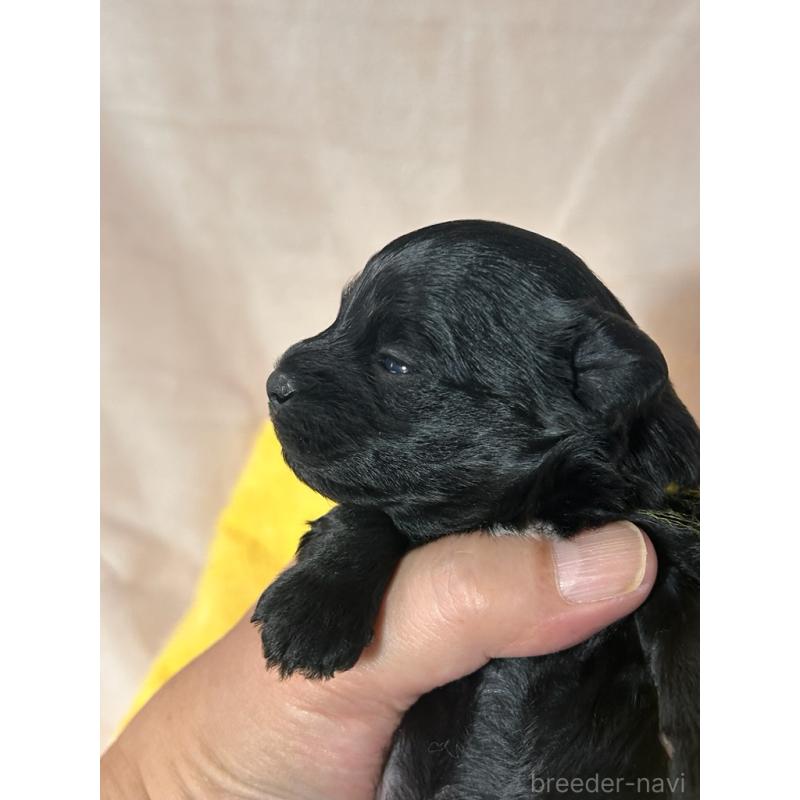 販売中の鹿児島県のヨープー:ヨークシャーテリア×トイプードル-436337の4枚目