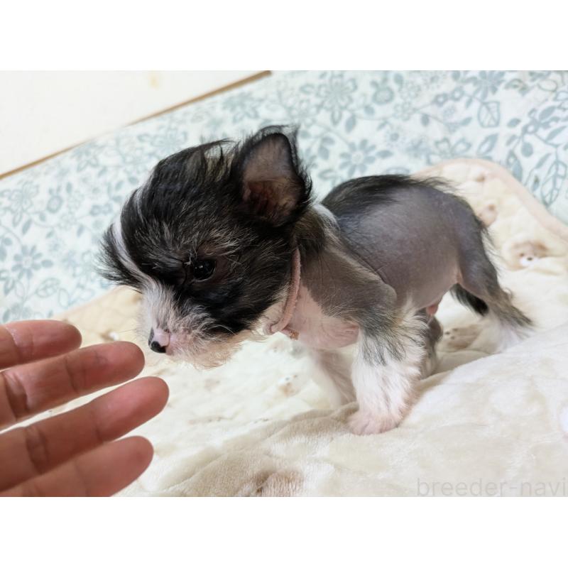 販売中の大分県のチャイニーズクレステッドドッグ-436341の8枚目