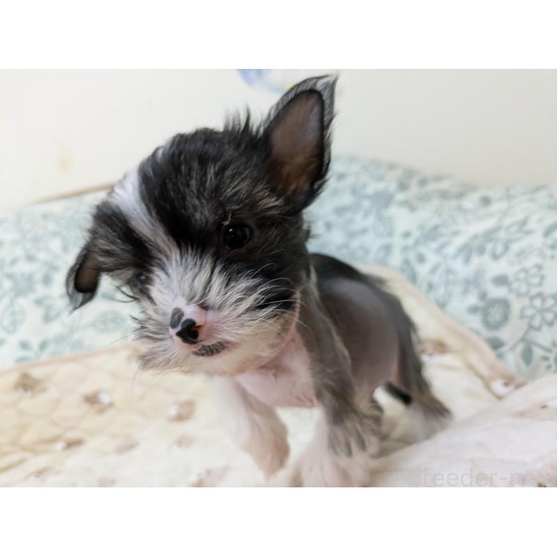 販売中の大分県のチャイニーズクレステッドドッグ-436341の7枚目