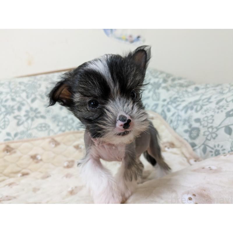 販売中の大分県のチャイニーズクレステッドドッグ-436341の6枚目