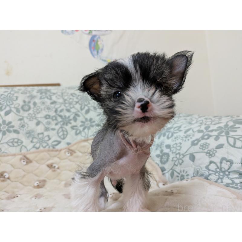 販売中の大分県のチャイニーズクレステッドドッグ-436341の5枚目