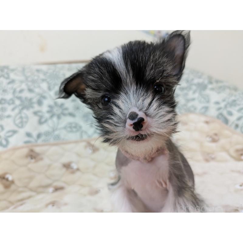 販売中の大分県のチャイニーズクレステッドドッグ-436341の4枚目