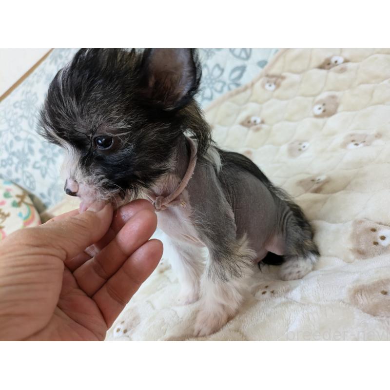 販売中の大分県のチャイニーズクレステッドドッグ-436341の2枚目