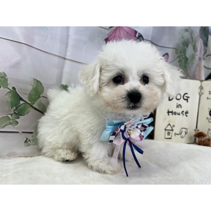 販売中の愛知県のビションフリーゼ-436344の6枚目