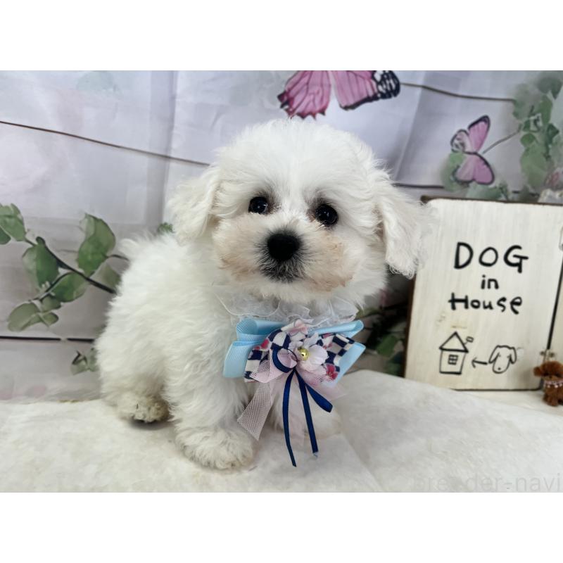 販売中の愛知県のビションフリーゼ-436344の5枚目