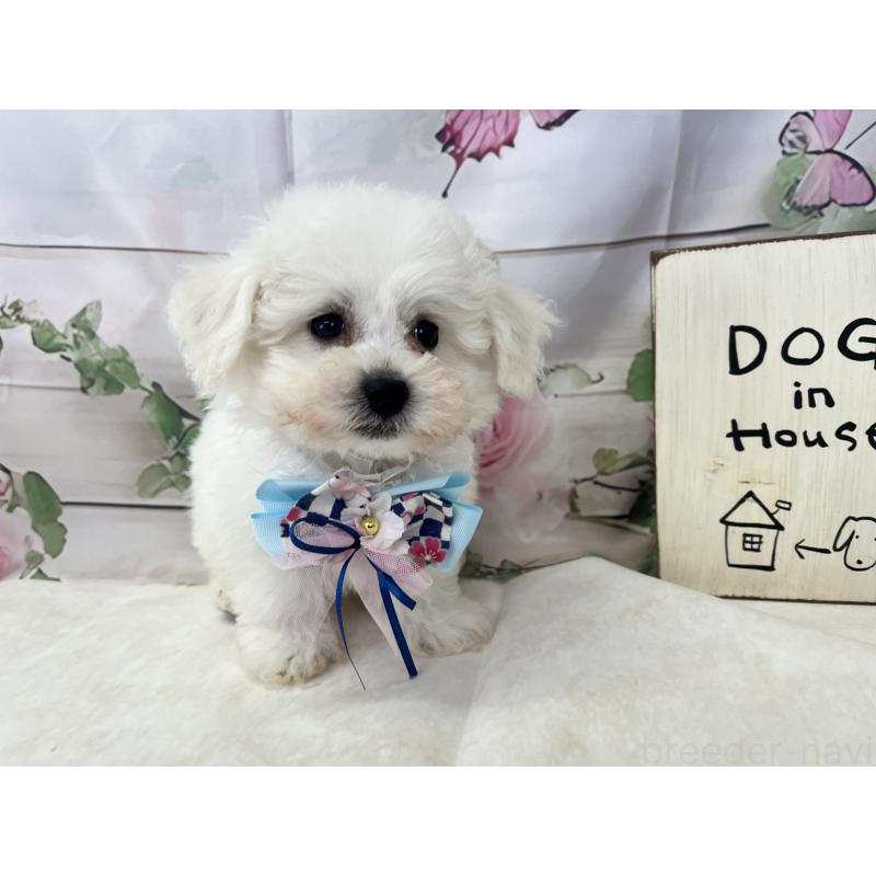 販売中の愛知県のビションフリーゼ-436344の4枚目