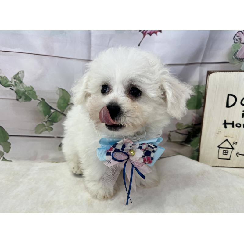 販売中の愛知県のビションフリーゼ-436344の3枚目