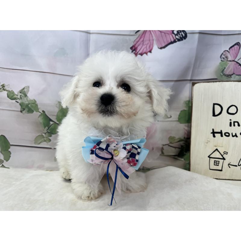 販売中の愛知県のビションフリーゼ-436344の2枚目