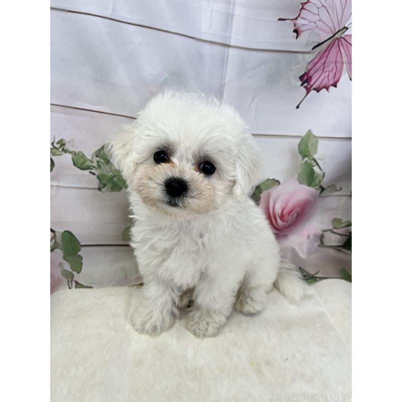 販売中の愛知県のビションフリーゼ-436346の6枚目