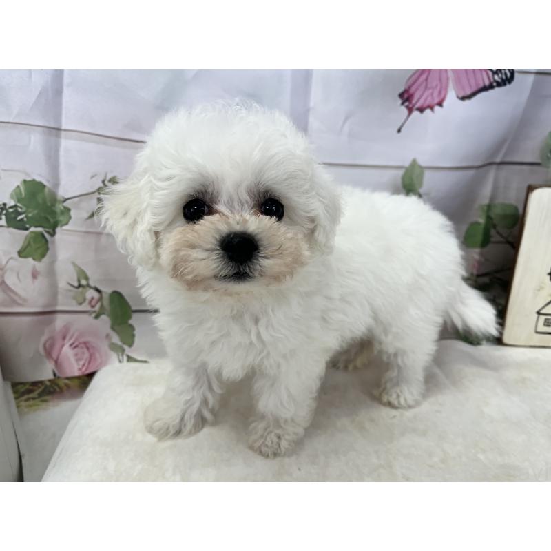 販売中の愛知県のビションフリーゼ-436346の5枚目