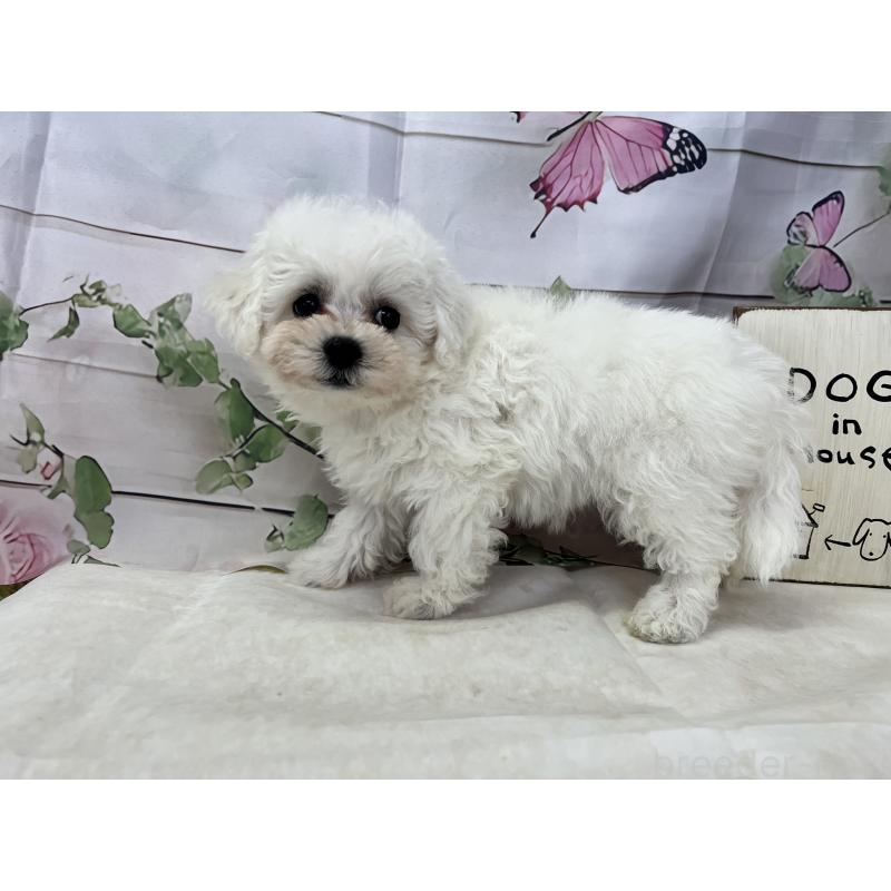 販売中の愛知県のビションフリーゼ-436346の3枚目