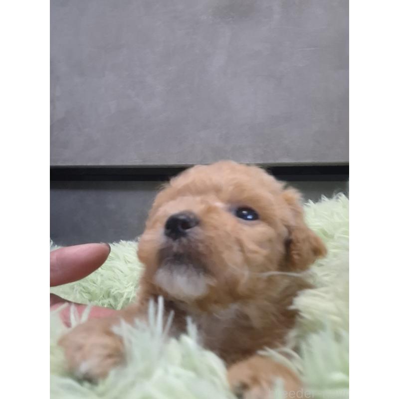 販売中の群馬県のビションプー:ビションフリーゼ×トイプードル-432999の6枚目