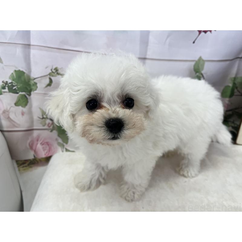 販売中の愛知県のビションフリーゼ-436346の2枚目