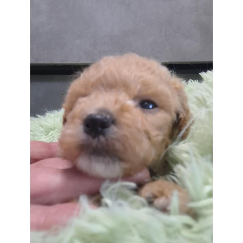 販売中の群馬県のビションプー:ビションフリーゼ×トイプードル-432999の5枚目