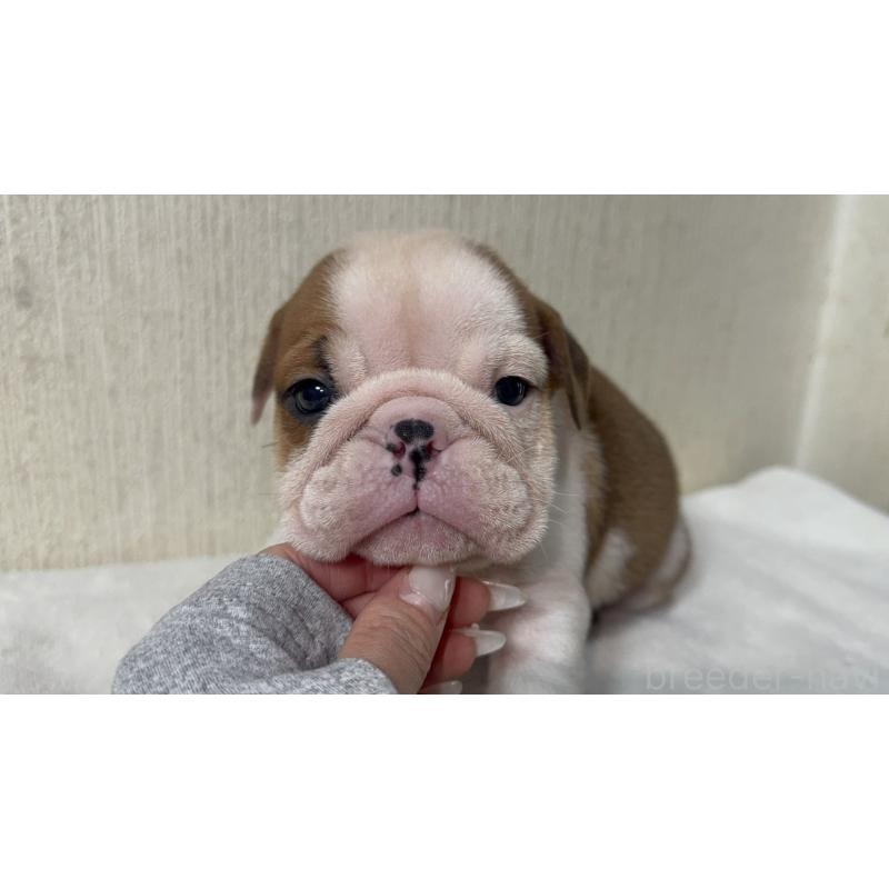 販売中の奈良県のブルドッグ-436348の5枚目