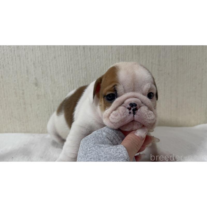 販売中の奈良県のブルドッグ-436348の4枚目