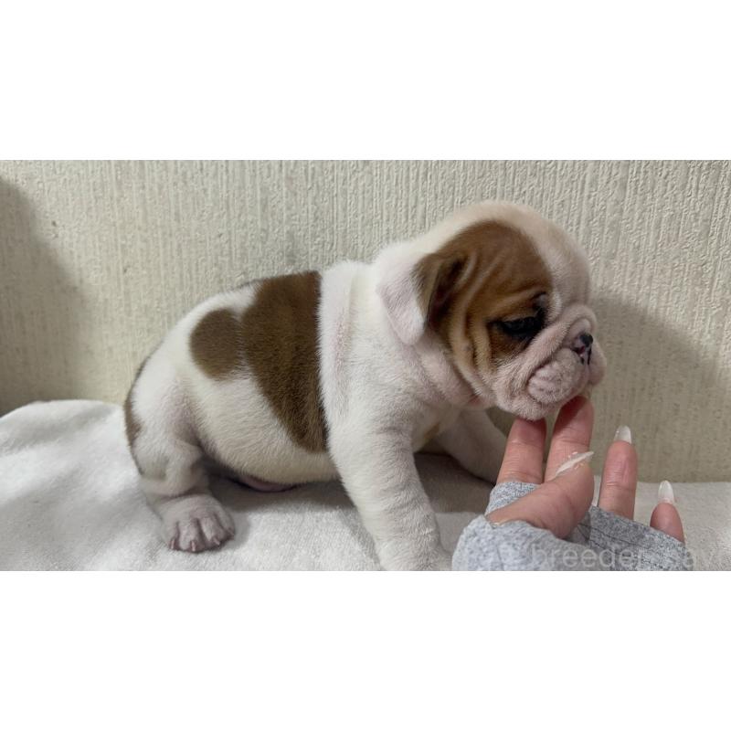 販売中の奈良県のブルドッグ-436348の2枚目